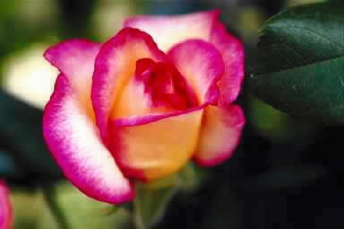 I0000005.jpg (14KB)