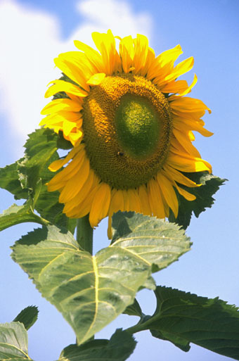 SUNFLOWR.JPG (47.6 Kb)