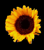 ay1.gif (11KB)