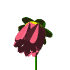 redWHT.gif (6KB)