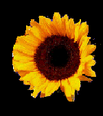 sunflo.gif (10KB)