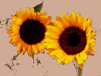 sunflower1.gif (13KB)