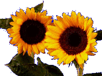 sunflower3.gif (17KB)