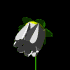 whiteBLK.gif (6KB)