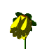 yellowCLR.gif (5KB)