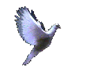 dovec.gif (38KB)
