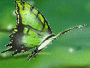 kelebek.gif (14KB)