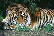 tiger.jpg (7KB)