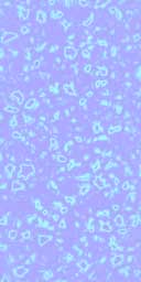 amoebae.jpg (9KB)