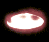 s_morton3.gif (2KB)
