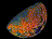 sp020.gif (2KB)