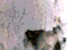 sp015.gif (2KB)