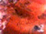 sp016.gif (2KB)